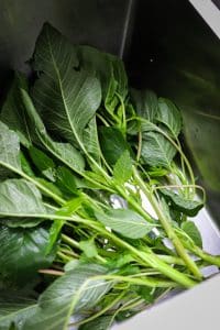 callaloo stalks in sink with water.