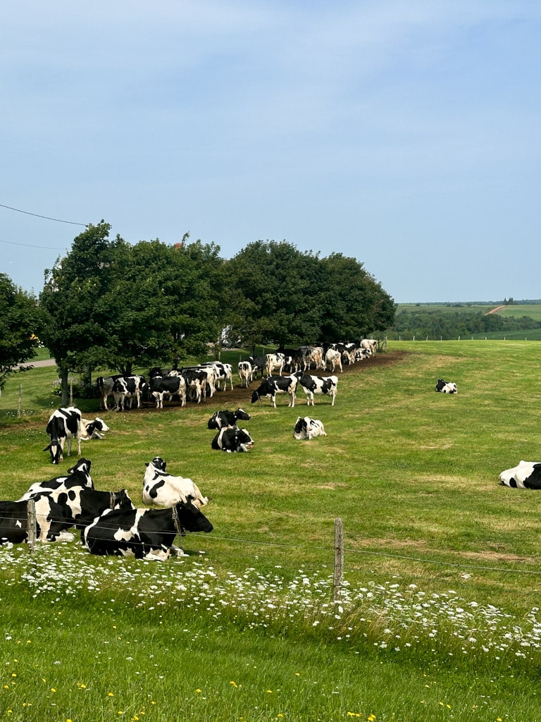 cows in the meadow.